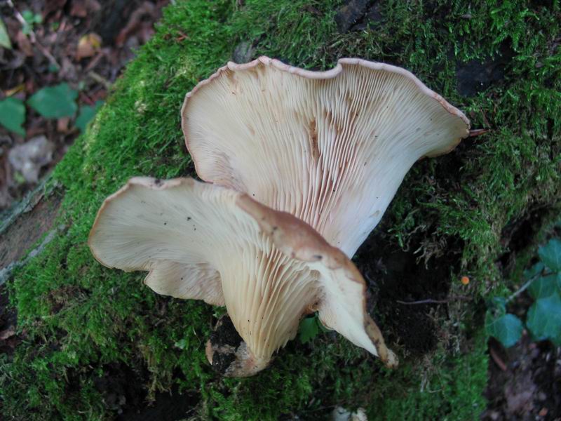 PLEUROTUS ERYNGII